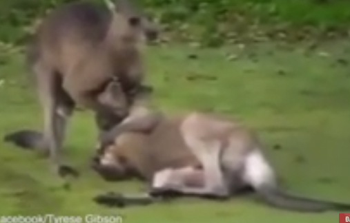 Video: A fiery duel between two boxers Kangaroo