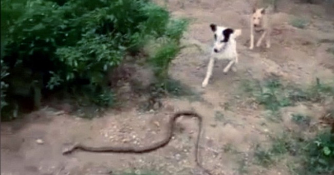 Video: A pair of cooperative dogs biting off a snake 1.5 meters long to save the owner
