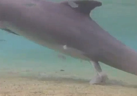 Video: A rare sight of dolphins giving birth