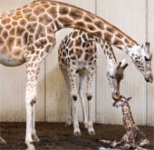 Video about the birth of a giraffe