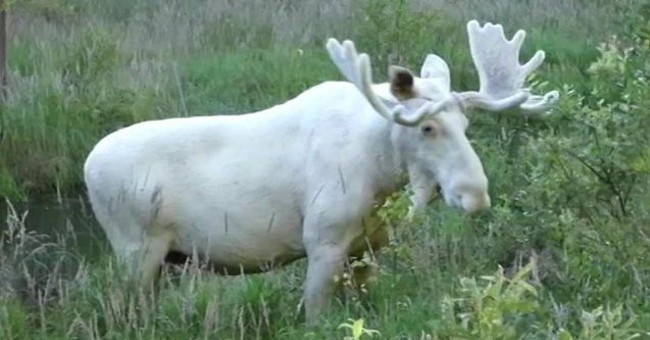 Video about the white deer from Sweden to the rarest: only 100 left