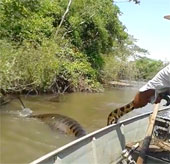 Video: Abstract tail of Anacoda python on the river