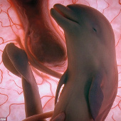 Video: Admire animals in the womb