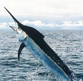 Video: Almost lost his life because of swordfish