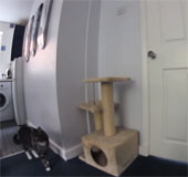 Video: An interesting combination of cats and dogs