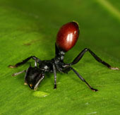 Video: Ant species can fly in the air