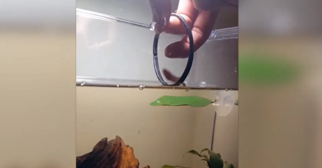 Video: Aquarium fish