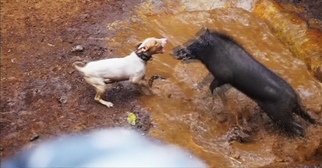 Video: Arena scene of pitbull dog death fighting bloody wild boar