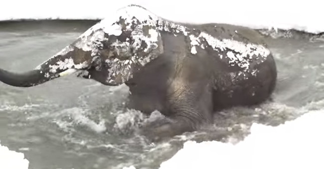 Video: Asian elephants