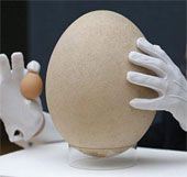 Video: Auction of giant eggs