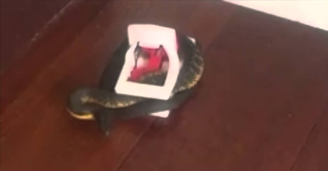 Video: Australian poisonous snake collapses mouse trap