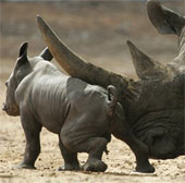 Video: Australian Zoo shows off baby rhinos