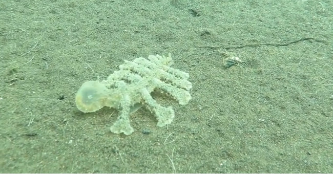 Video: Balinese sea creatures