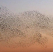 Video: Ballet dance of the flock of birds at sunset