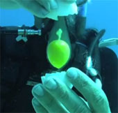 Video: Beating eggs under the sea