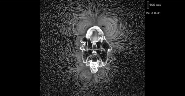 Video: Beautiful whirlpools created by starfish larvae when feeding