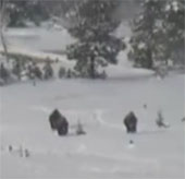 Video: Big legged legs appear in America