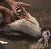 Video: Bird corpses shock the online community