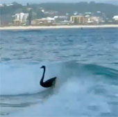 Video: Black swan financially surfing