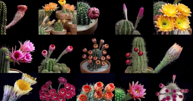 Video: Blooming beauty of cactus flowers