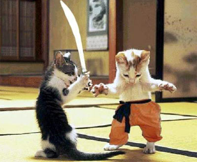Video Cat fight crocodile