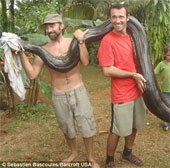Video: Catch the Anacoda python with your bare hands