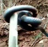 Video: Catch the snake 2 head without tail weird