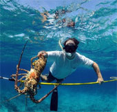 Video: Catching lobsters by hand - The task is difficult to implement