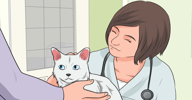 Video: Cats also have their own language