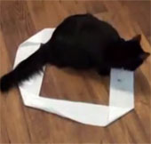 Video: Cats like to sit in circles