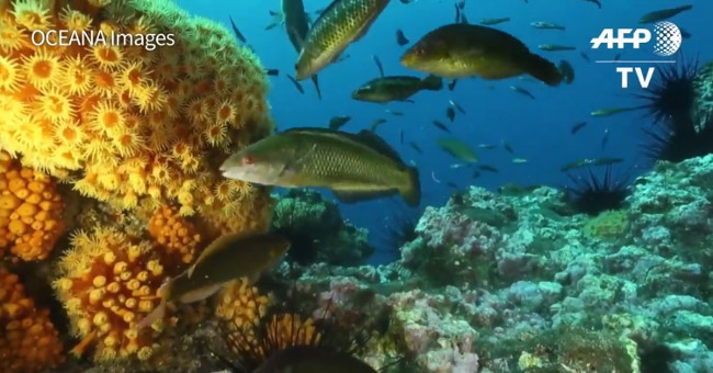 Video: Chile created a large marine park as a nation