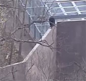Video: Chimp climbed the wall to escape the zoo