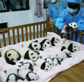 Video: China welcomes 14 new pandas