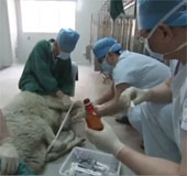 Video: Chinese successful heart transplant for sheep