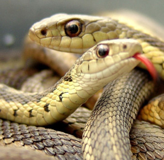 Video: Close up of the process of snake giving birth