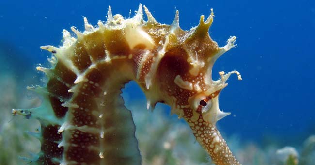 Video: Close-up of male seahorses laying 2,000 birds at once
