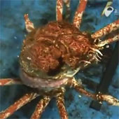 Video: Close-up of moments of molting crabs