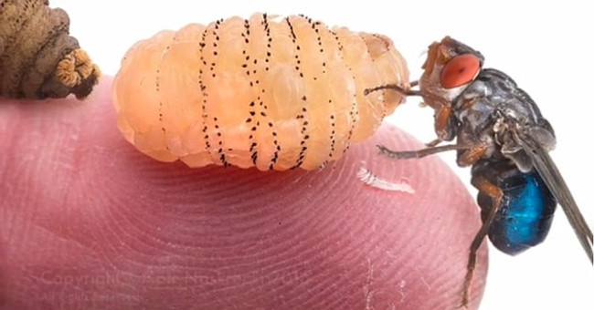 Video: Close-up of the scene of grabbing horror buffalo larvae on the girl's shoulders attracts millions of viewers