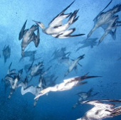 Video: Close-up of the sea hunting
