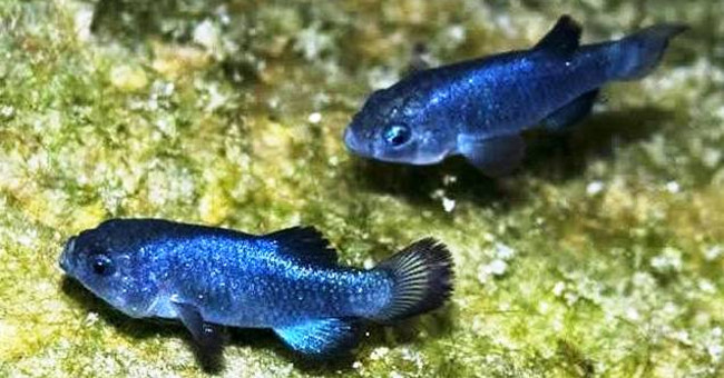 Video: Close-up of unique fish in the world at the