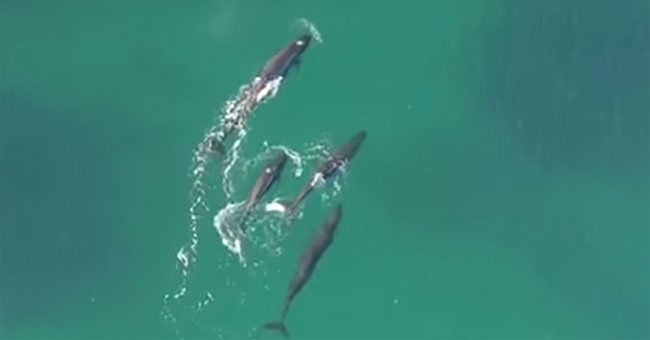 Video: Combined whales track sharks