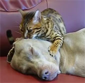 Video: Cool cat head, hypnosis dog super funny