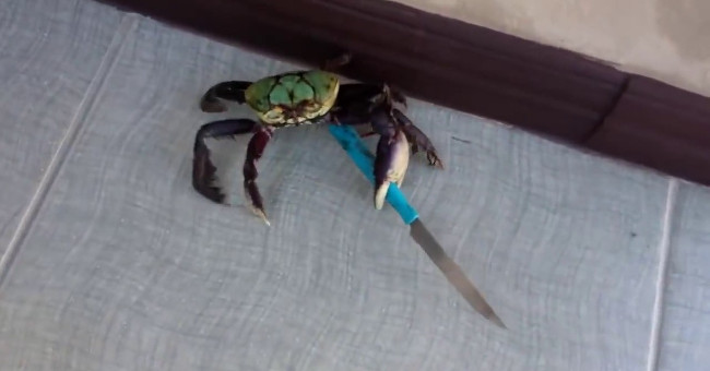 Video: Crab holding a knife