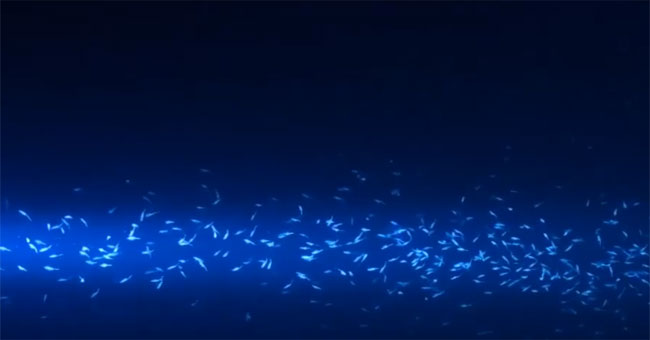 Video: Creatures create strong currents in the ocean