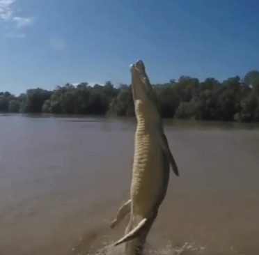 Video: Crocodile all jump straight up