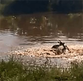 Video: Crocodile crocodile African antelope as fast as electricity