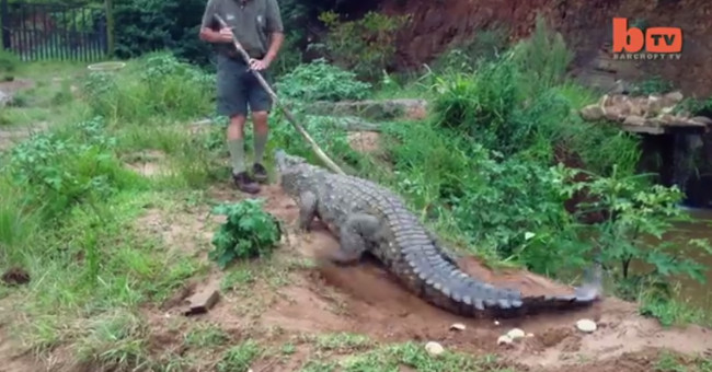 Video: Crocodile expert holds a giant crocodile stick and the end