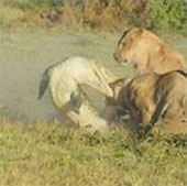 Video: Crocodile on the shore takes down the lion