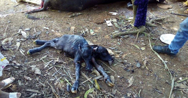 Video: Crumbling two heads survived birth in Pakistan