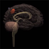 Video: Cure brain tumors by sentence cancer cells
